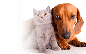 Basculas para animales